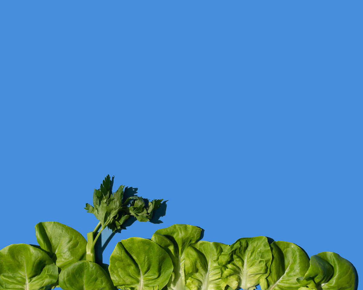 tuna-2.GIF